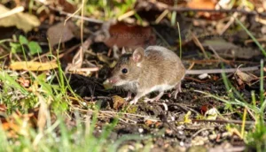 Wie bekämpfe ich Ratten? Wirksame Maßnahmen gegen Ratten rund um Haus und Garten