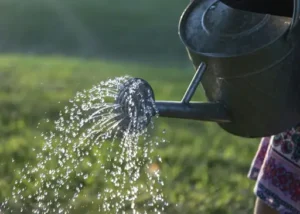 Wie kann man Wasser sparen? Praktische Möglichkeiten für einen geringeren Verbrauch in Haushalt und Garten